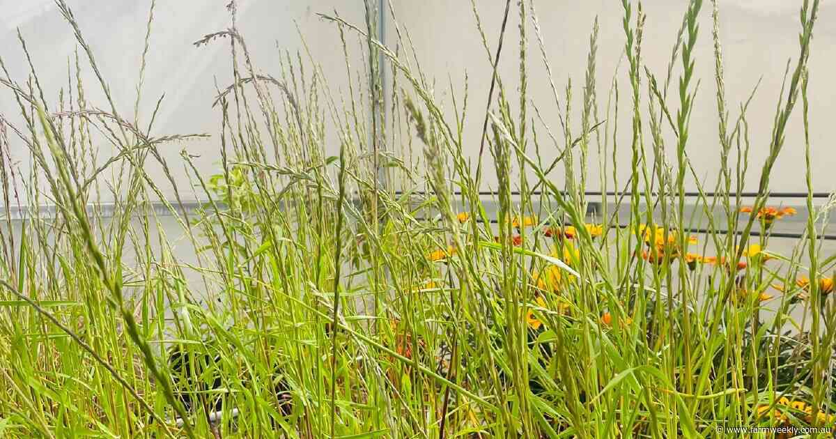 Annual ryegrass survives and thrives in drought conditions, study finds