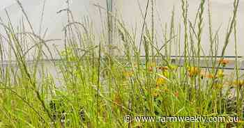 Annual ryegrass survives and thrives in drought conditions, study finds