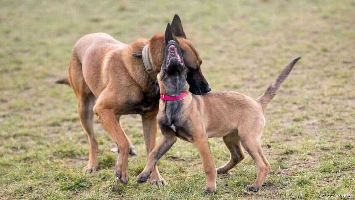 Erkennen Hunde ihre Mutter nach Jahren noch? Eine Studie gibt eine verblüffende Antwort