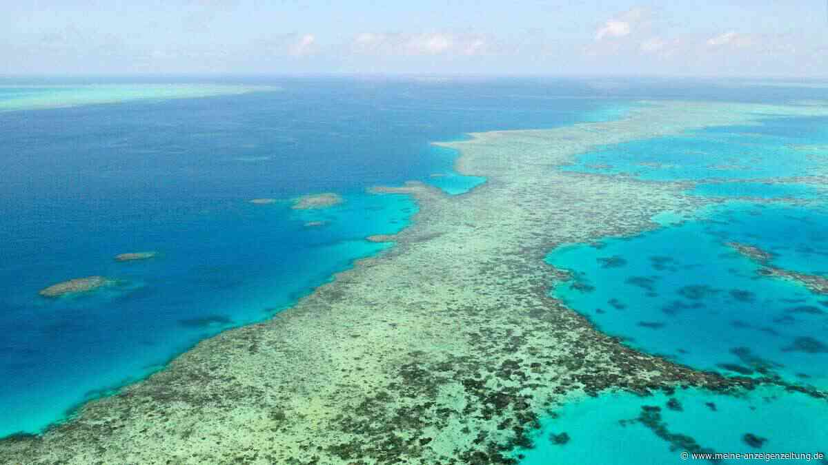Korallen am Great Barrier Reef erholen sich nach Abkühlung