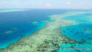 Korallen am Great Barrier Reef erholen sich nach Abkühlung