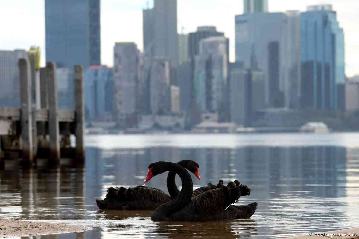Australia to roll out flu vaccines for most vulnerable native birds