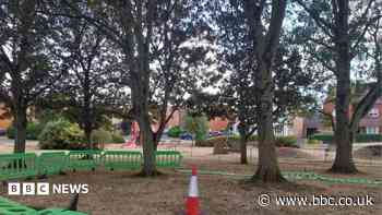 Tree damage pauses walking and cycling scheme