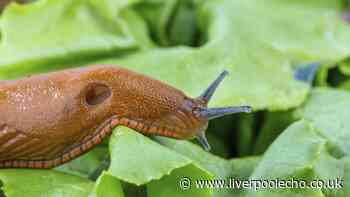 Kitchen staple costing 21p will keep your garden plants free of slugs