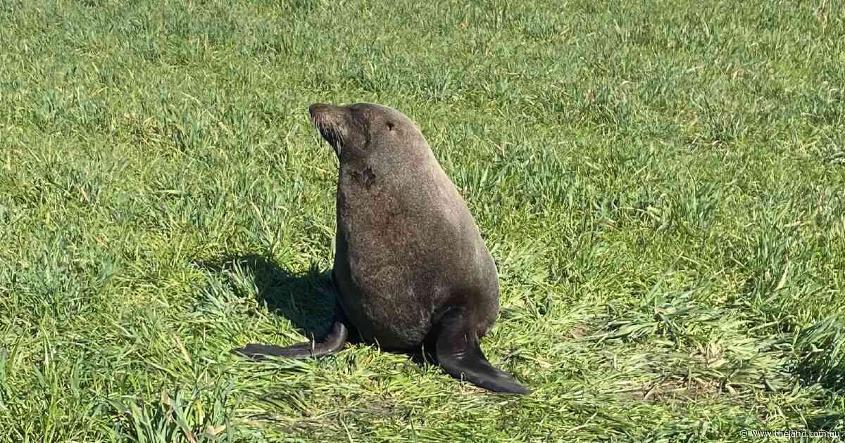 'I'm grazing seals now': farmer's surprising new addition to his livestock