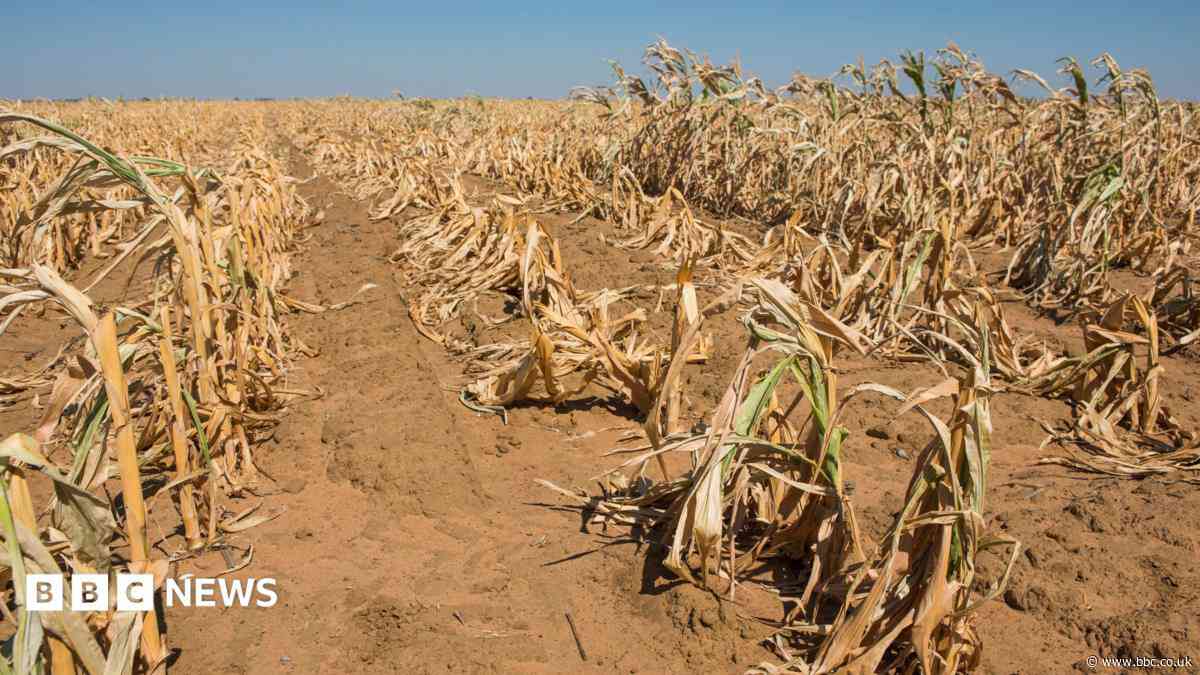 Britain must prepare for El Niño shocks, says MP