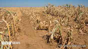 Britain must prepare for El Niño shocks, says MP