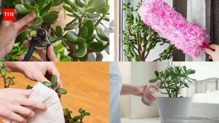 August jade plant care: 5 easy steps to encourage fuller, healthier growth