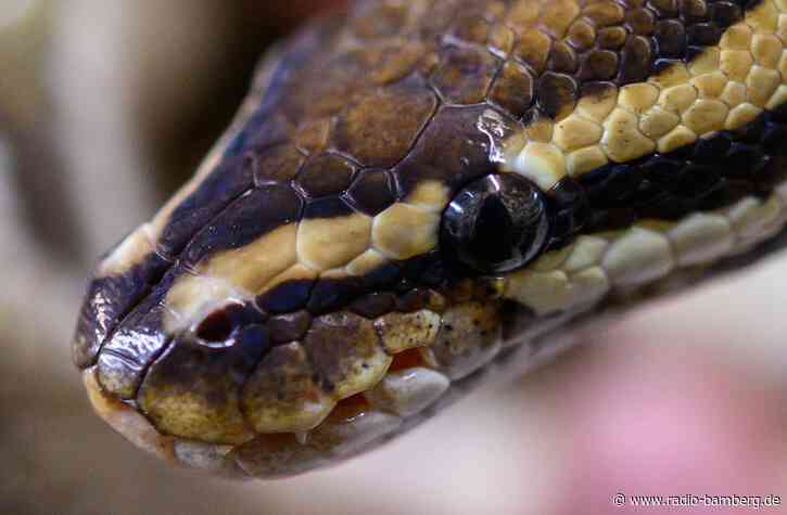 Souvenir aus Pythonleder beschlagnahmt – Zoll warnt Reisende