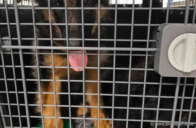 HZA-D: Zoll stoppt illegale Ausfuhr von Hunden/Transportbedingungen verstießen gegen Tierschutzbestimmungen