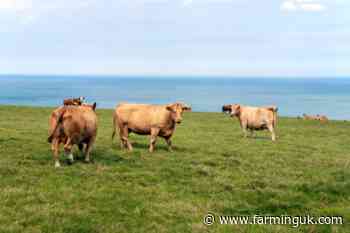 Welsh bovine TB pilots extended after early success