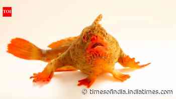 Meet Red Handfish, the endangered 'walking' fish that became Photo Ark's 18,000th species