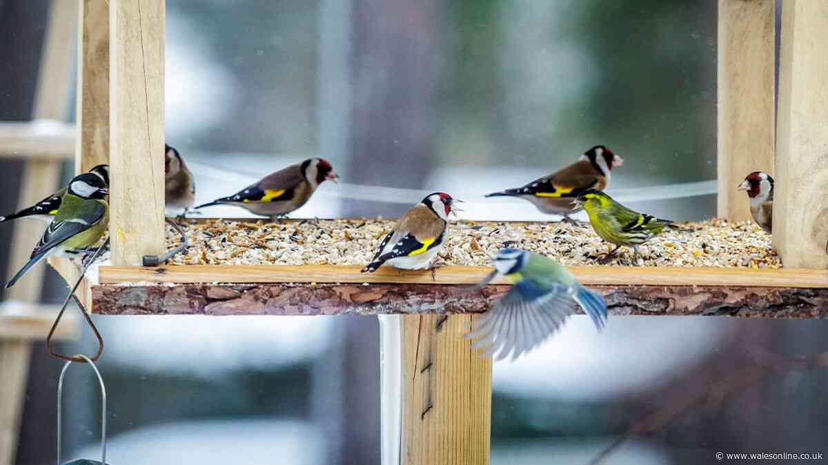Relocate your bird feeder here in the garden to stop big birds eating everything