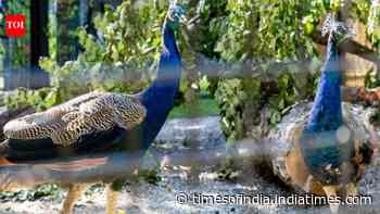 India gifts five peacocks to UN Geneva