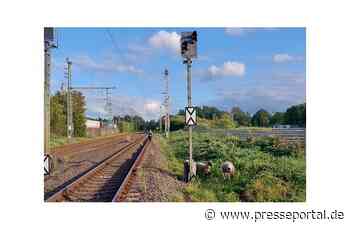 BPOL-FL: Wieder Schafe am Gleis
