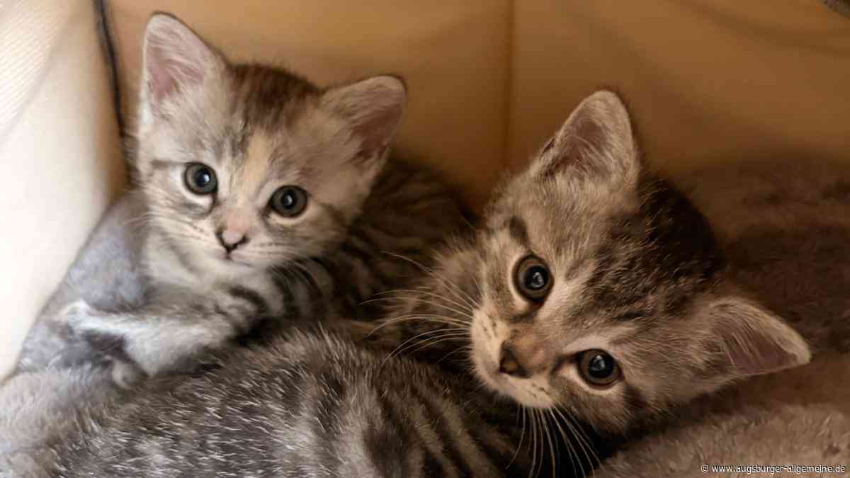 Augsburger Tierheim hat keinen Platz mehr für Katzen – was gilt, wenn man ein Tier adoptieren will?