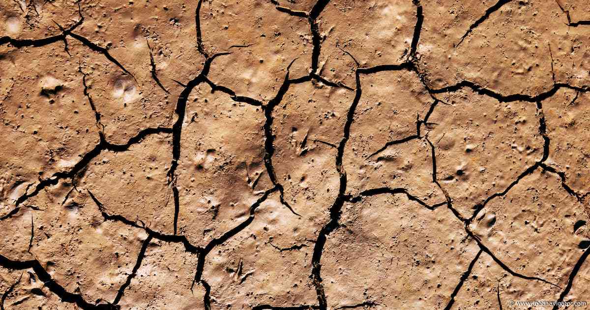 Drought hits Europe: How have crops been impacted?
