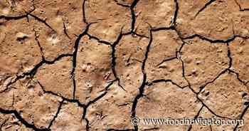 Drought hits Europe: How have crops been impacted?