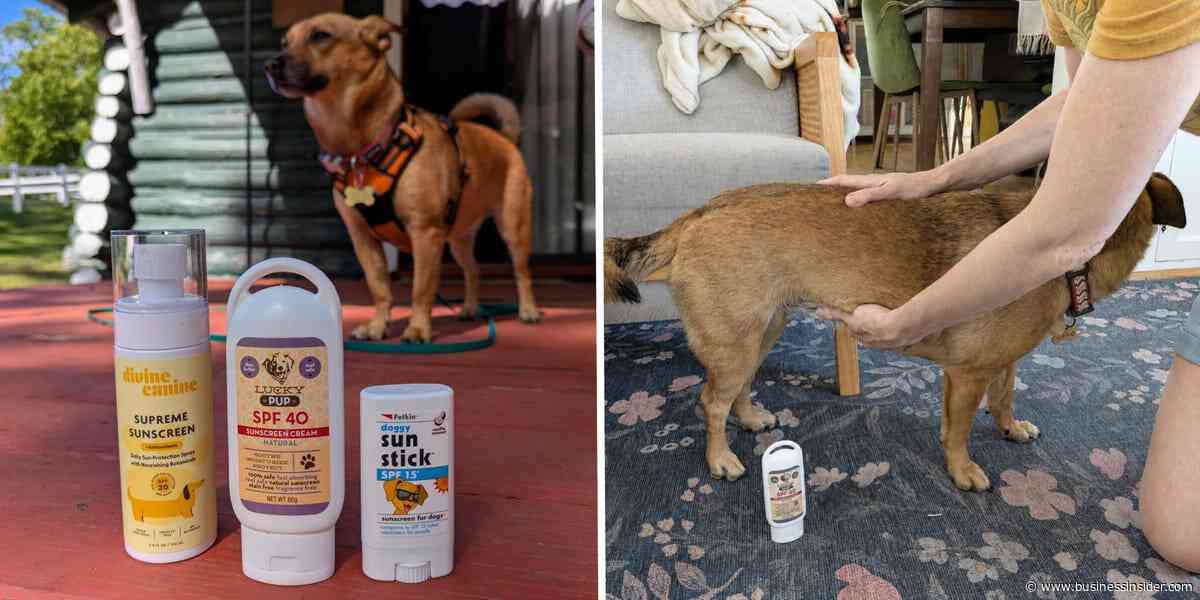 Best dog sunscreen