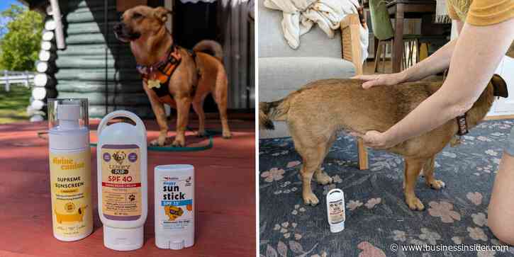 Best dog sunscreen