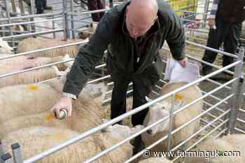 Bluetongue surge sparks 'buyer beware' warning ahead of sheep sales