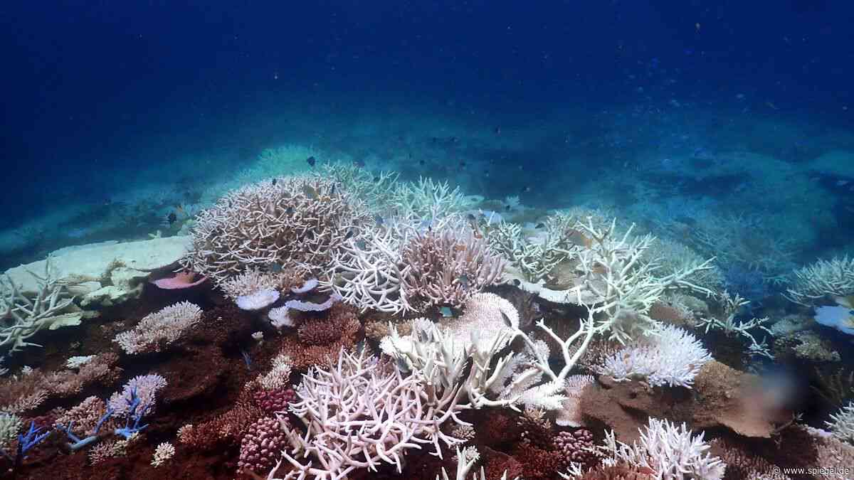 Australien: Korallen am Great Barrier Reef erholen sich nach Abkühlung