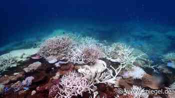 Australien: Korallen am Great Barrier Reef erholen sich nach Abkühlung