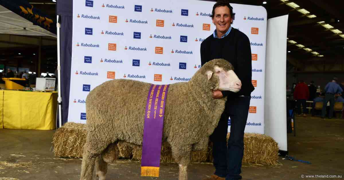 'True dual-purpose animal' claims March-shorn big prize at Merino National