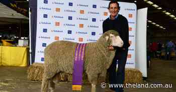 'True dual-purpose animal' claims March-shorn big prize at Merino National
