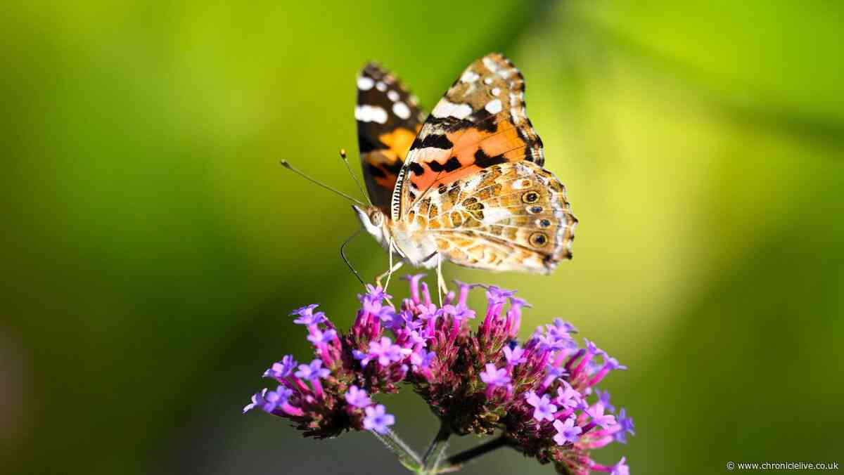 These 11 plants that cope with heatwaves could 'future proof' your garden