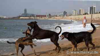 Spanien-Urlaub mit Hund: An diesen Stränden dürfen Vierbeiner offiziell ins Wasser