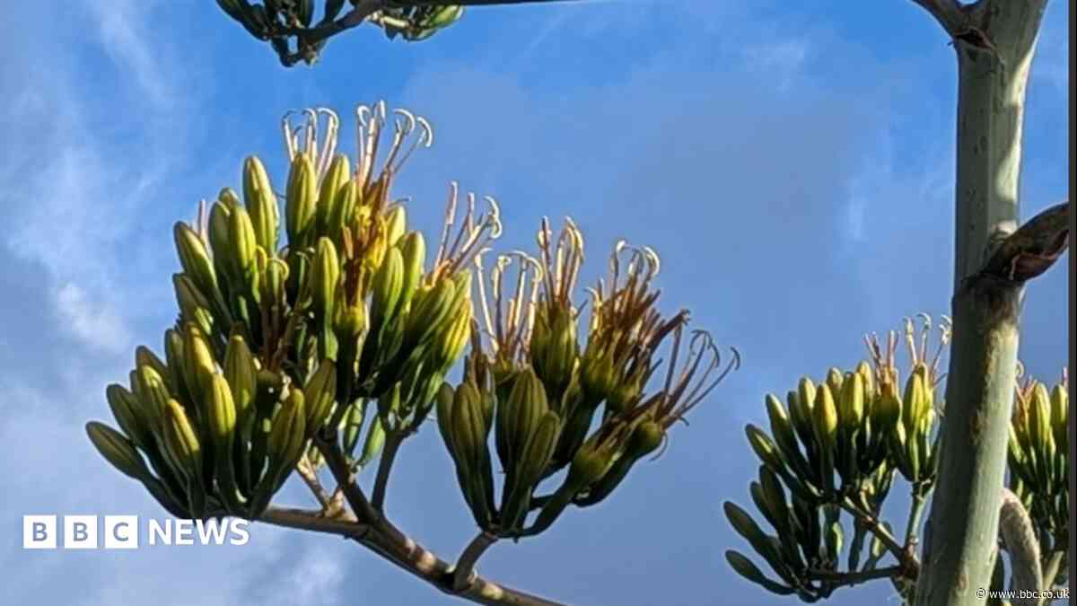 Decade-old giant agave enters 'death bloom' stage
