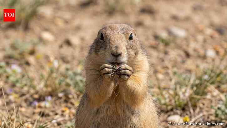 America poisoned prairie dogs for decades, but scientists found they sustain healthy grasslands