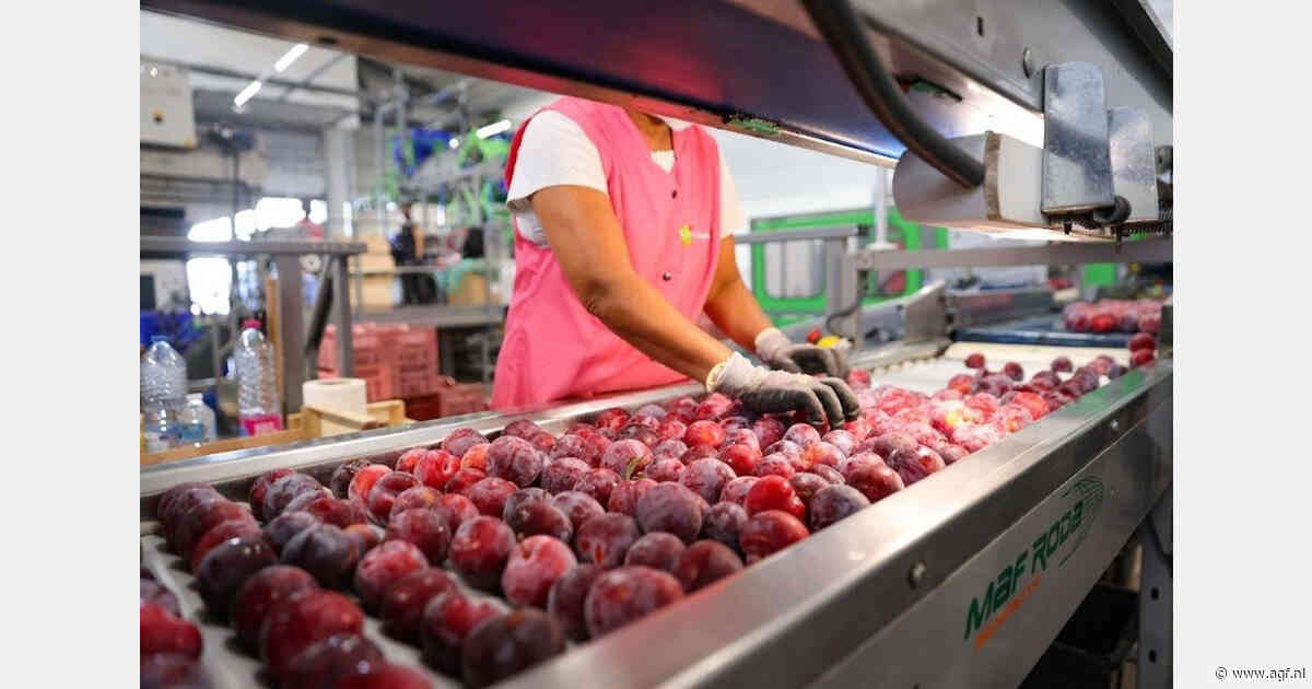 Weinig voorraad en vlotte afzet Franse pruimen