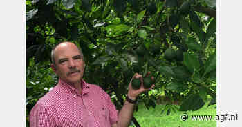 Mexicaanse avocadosector worstelt met te veel pakstations en te lage prijzen