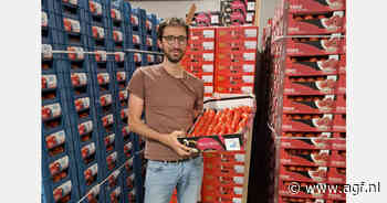 "Ongeziene prijzen voor kwalitatief goede tomaten"