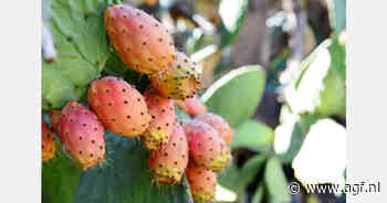 Spaanse teler breidt cactusvijgplantage uit