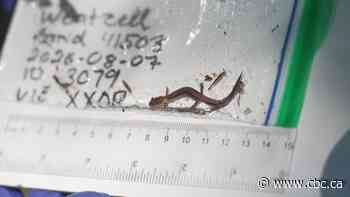 What these salamanders could tell us about the health of Nova Scotian forests