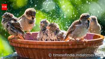 DIY garden birdbath: 5 easy ideas using old household items