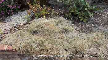 How to save scorched plants after UK summer heatwaves