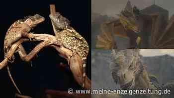 Wie aus „House of the Dragon“: Neue Echsenart in Thailand entdeckt