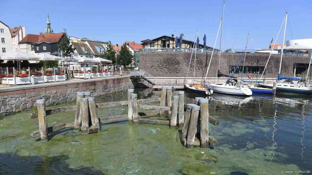 Giftige Algen treiben auf Ostsee-Strände zu: Wo Baden für Urlauber jetzt riskant wird