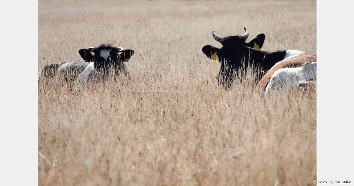 Beieren staat biologisch bedrijven tijdelijk conventioneel ruwvoer toe vanwege droogte