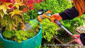 Japanese maples can look stunning in autumn with this 10-minute August task