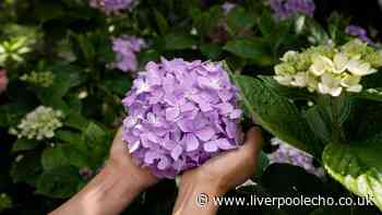 Lavender and hydrangeas will bloom 'strong' next year after easy August gardening task