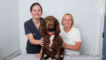 Shock after pet dog bitten by snake and rushed to Newcastle animal hospital
