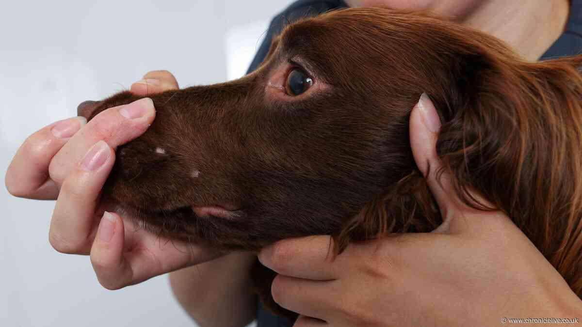 Shock after pet dog bitten by snake and rushed to Newcastle animal hospital