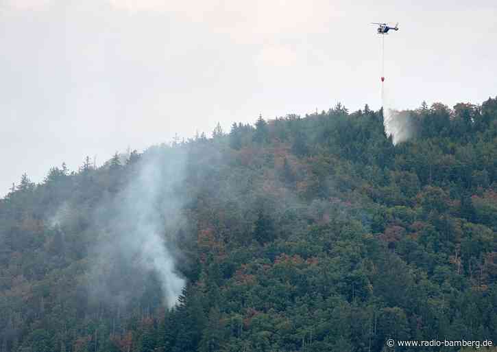 Wettlauf gegen die Zeit: Bayerns Wälder brauchen mehr Laub