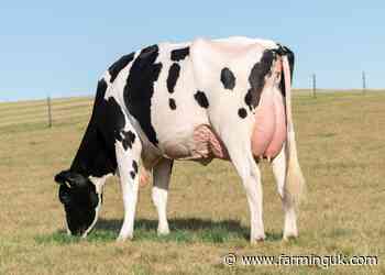 Jumpstart P powers to top of AHDB young sire rankings
