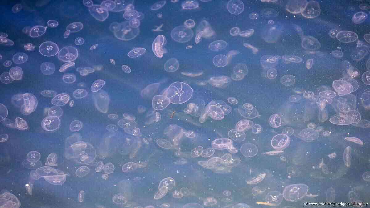 Quallenplage bringt Atom-Reaktoren in Frankreich zum Halt